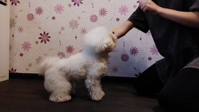 Как научить собаку команде "сидеть" смотреть онлайн