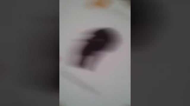 Какие бывают. Породы собак смотреть онлайн