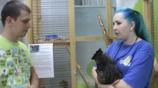 Пальмовая циветта смотреть онлайн