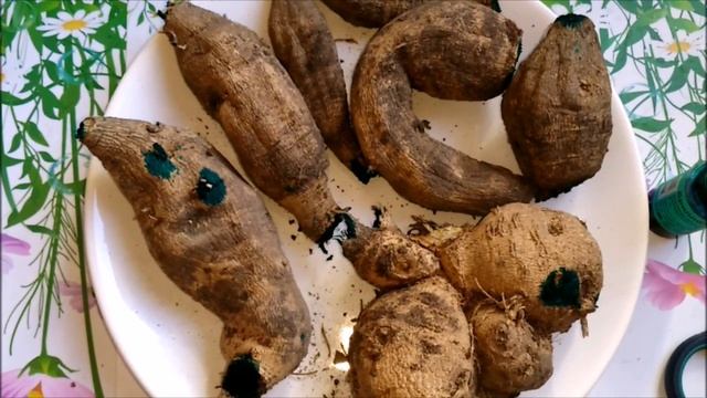 КАК ПРОРАЩИВАТЬ ГЕОРГИНЫ ВЕСНОЙ смотреть онлайн