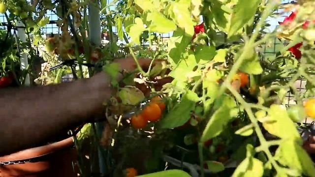 COSECHA DE TOMATES CHERRYS, AMARILLOS Y MINIBEL смотреть онлайн