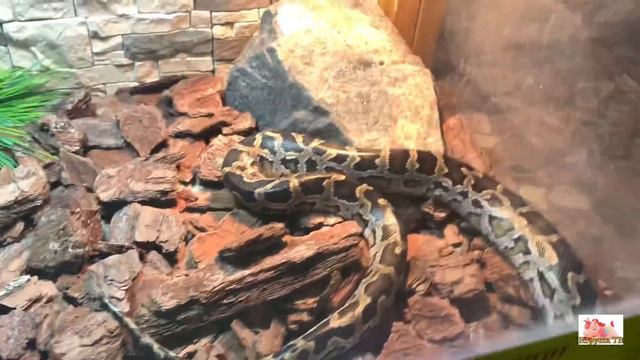 Зверополис. Поход в контактный зоопарк. 🐍 🐢 🦝 🐈 🦜 🦎 🐒 Zootopia. Contact zoo смотреть онлайн