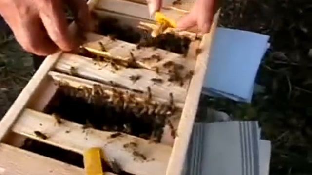 Вывод маток и заселение пчёлами мини нуклеусов смотреть онлайн