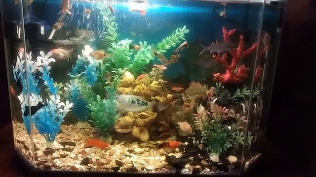 Аквариум, Aquarium петушок, лабео, барбус, смотреть онлайн