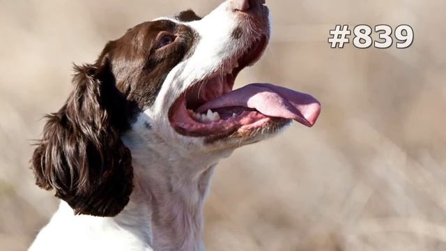 #839. Собаки (В мире животных) смотреть онлайн