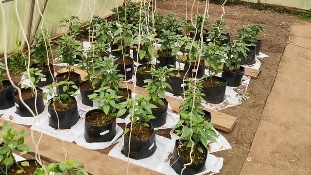 Больные ДЕТИ от препаратов или Паутинный Клещ? Ищем ответ вместе! смотреть онлайн