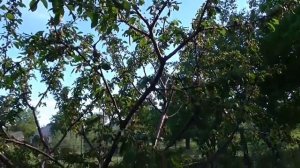 Как поливать черешни весной