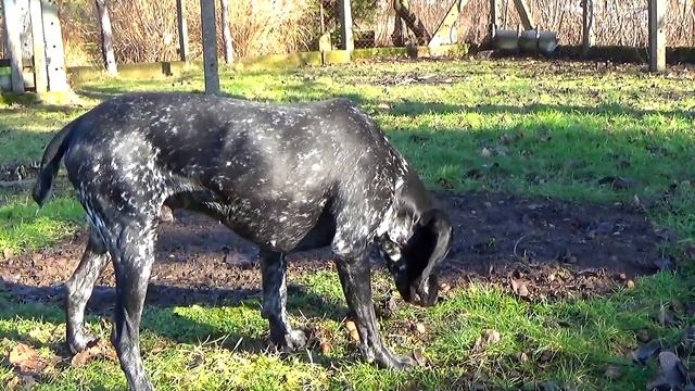 Sony Handycam HDR-PJ410 Samu v2 short смотреть онлайн