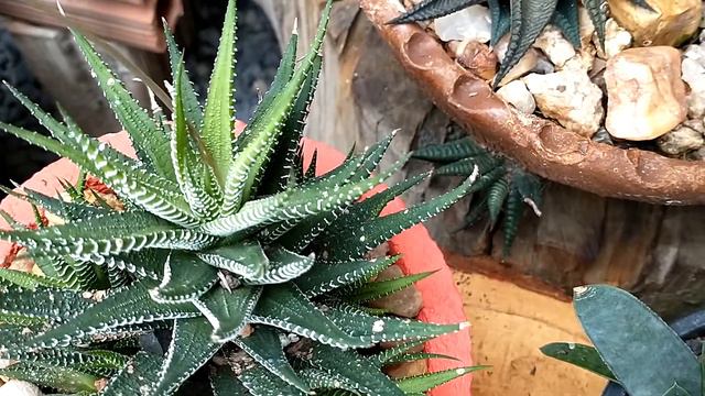 Minhas haworthias,aloes, gasterias# Dicas de cultivo. смотреть онлайн