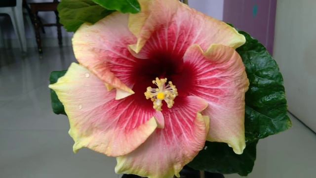 Tahitian Hibiscus 🌺 ID: Tahitian Queen 🌺 Hybridizer: Richard Johnson смотреть онлайн