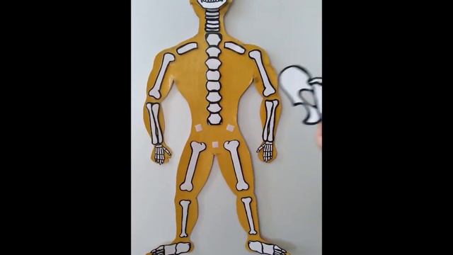 Внутрішня будова тіла людини смотреть онлайн