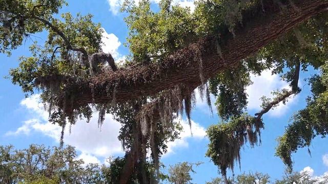 Old Senator 2 смотреть онлайн