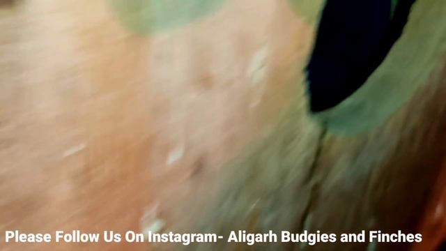 Java Sparrow Breeding Progress смотреть онлайн