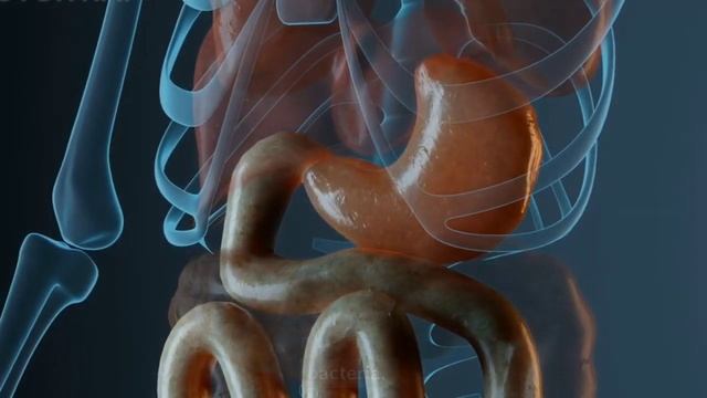 Digestive System | 3D Animated Explanation | GIT смотреть онлайн