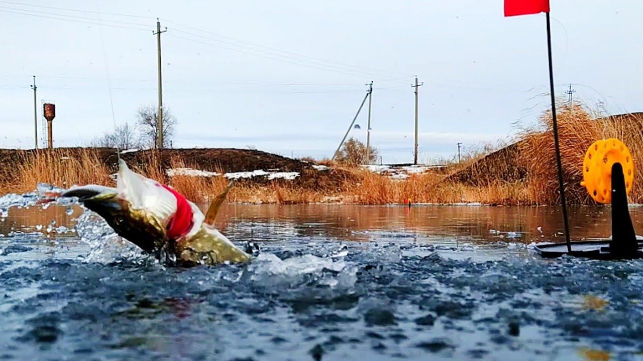Щуки сошли с ума ! Ловля щуки на жерлицы! Щучий дуплет! смотреть онлайн