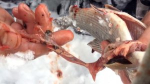 Паразиты в рыбе.