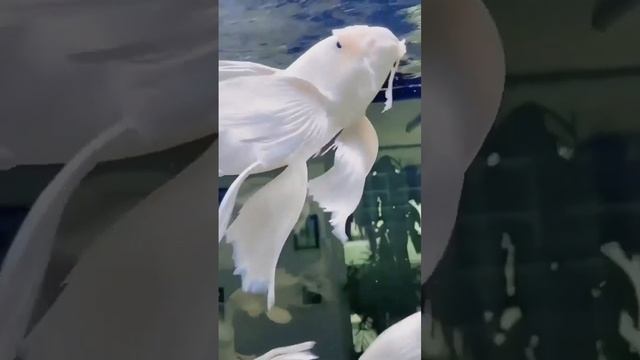 Платиновая Рыба-Бабочка Кои в Аквариуме?Most Beautiful Platinum Butterfly Koi Fish смотреть онлайн