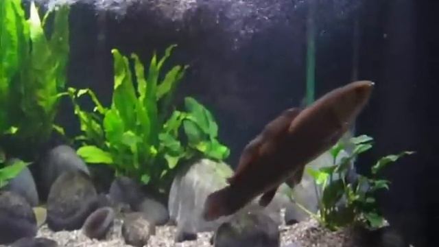 Living Fossil Bowfin Amia calva Predatory Fish Keeping Forum смотреть онлайн