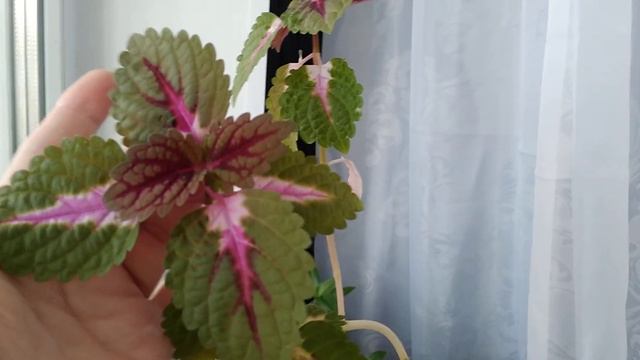 Колеус пышненькое растение