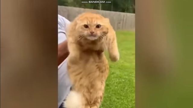 ПРИКОЛЫ КОТЫ. смотреть онлайн