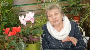 Маттиола ? Выращивание и уход за цветком ? Хитсад ТВ