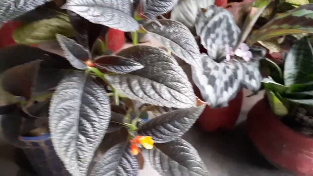 77-Episcia care tips | Total care of flame violet | Episcia cupreata | Perennial plant episcia | смотреть онлайн