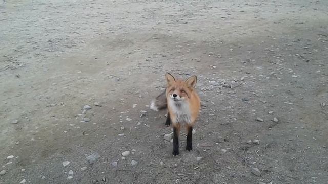 Рыжая лиса смотреть онлайн