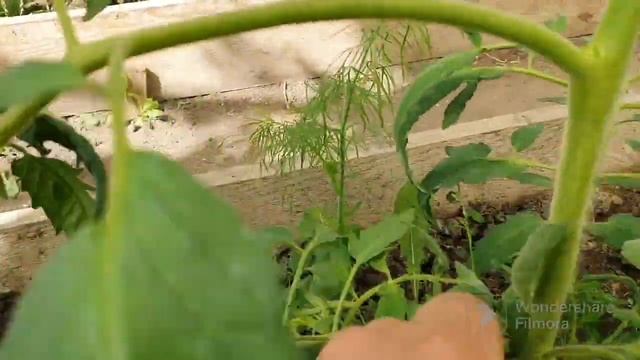 151. На огороде как обычно. Томаты. Утки. И тандыр. смотреть онлайн