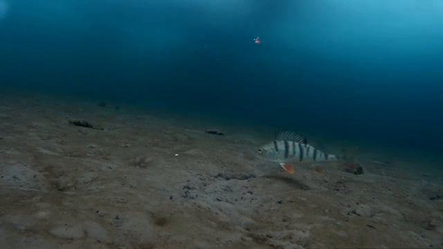 Подводное видео перед крещением смотреть онлайн