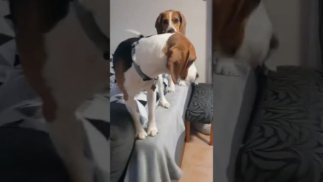 Beagles expedition on Sofa смотреть онлайн