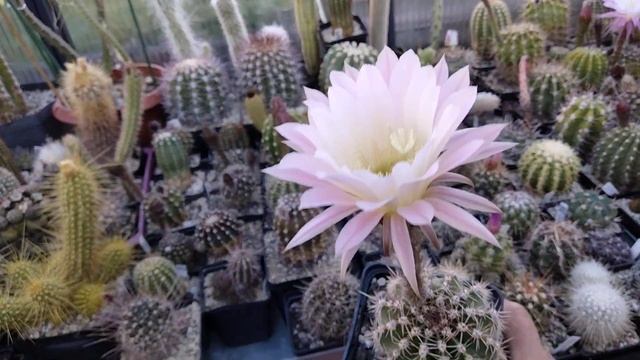 Мои любимые растения.Огромные цветки кактусов.Лето.Echinopsis-Hybride.