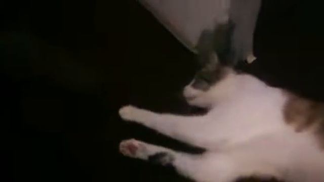 Мой Барсик!!! смотреть онлайн