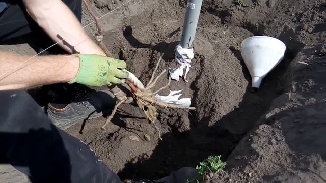 Посадка винограда! смотреть онлайн