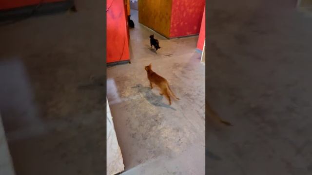 Музей кота 2 часть смотреть онлайн