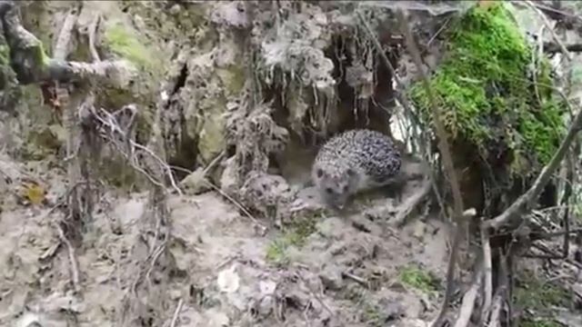 Уйти бы в чащу девственного леса... смотреть онлайн