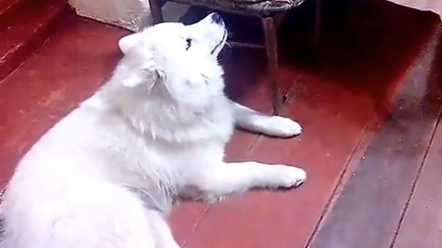 Самоедская ЛАЙКА Маша поет под классику! смотреть онлайн