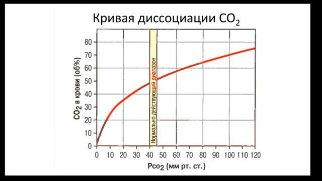Дыхательная система (часть 13) | Видеокурс Андрея Антонова 