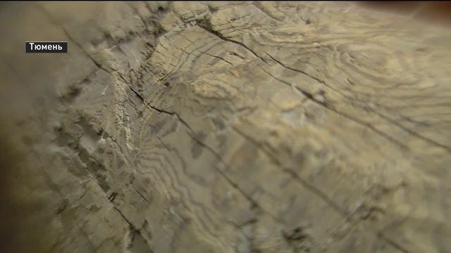 Тюменские коммунальщики обнаружили деревянную трубу дореволюционных лет смотреть онлайн