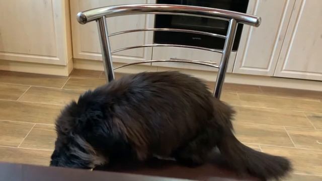 Мячик для котика из втулки для туалетной бумаги. Лайфхак, что поможет сэкономить на игрушке смотреть онлайн