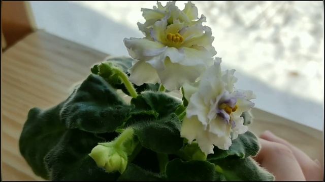 11 СОРТОВ ФИАЛОК С НАЗВАНИЯМИ. ВИДЕО ОБЗОР. смотреть онлайн