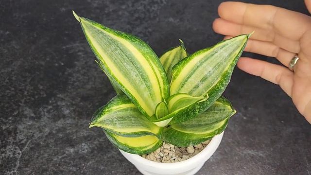 Сансевиерия. Новинки в моей коллекции сансевиерий. Ханечки и не только смотреть онлайн