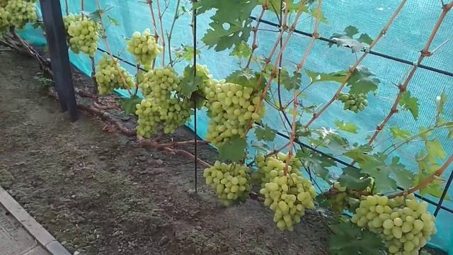 Виноград Бажена в Воронеже. 14.08.21. смотреть онлайн