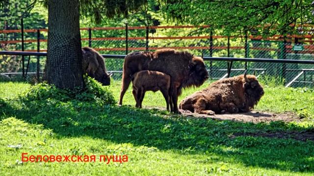 ?ТОП САМЫХ КРАСИВЫХ МЕСТ ПОЛЬШИ? смотреть онлайн