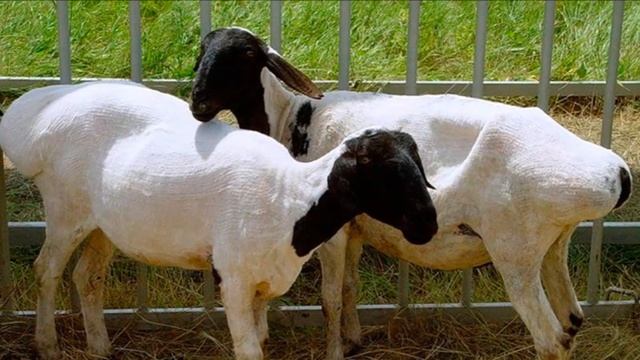 Разведение курдючных овец как бизнес идея | Овцеводство | Курдючные овцы смотреть онлайн