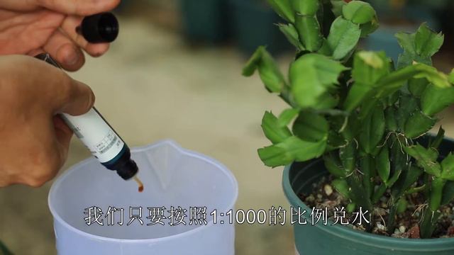夏季养蟹爪兰，再懒也要勤观察有没有这种危险信号 смотреть онлайн