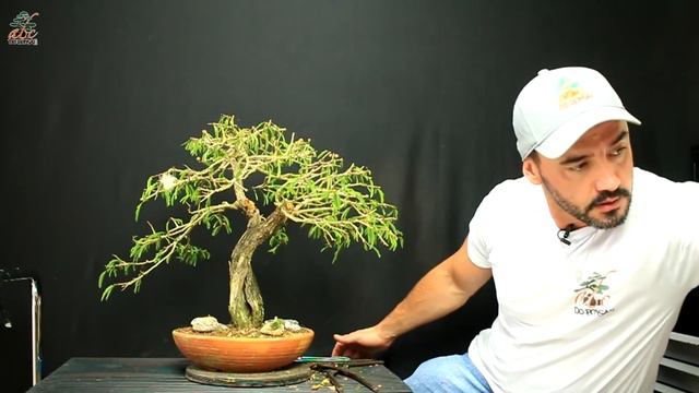 CALLIANDRA ESPINOSA OCA POR DENTRO PARTE 2 - AULA DE PROSPERIDADE FINAL смотреть онлайн