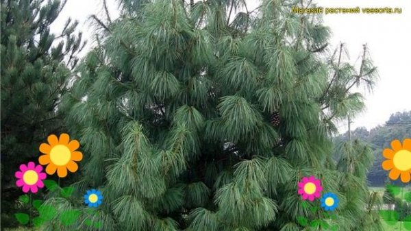 Сосна гималайская Гриффита. Краткий обзор, описание характеристик pinus wallichiana Griffithii