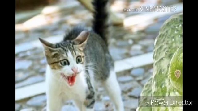 Почему коты боятся огурцов? ( violet cat) смотреть онлайн