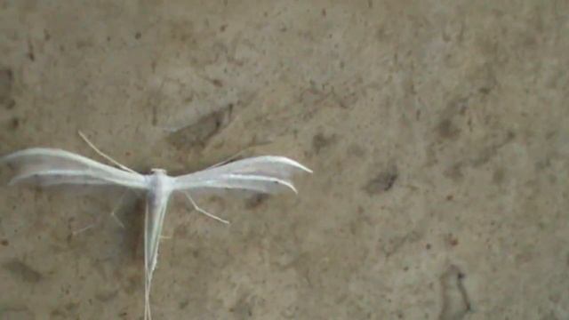 Pterophorus pentadactyla - La bella e introvabile falena penna bianca смотреть онлайн