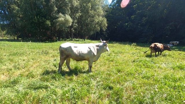 Годівля влітку. Мокоша порадувала. Сіра Українська. Прайвет мілк. Михайло Травецький. смотреть онлайн